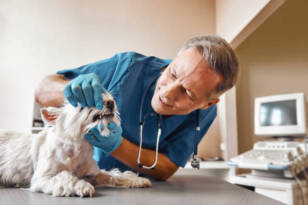 Best Same-Day Emergency Dentist in Frostburg, MD